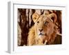 Young Lion, Namibia, 2017-Eric Meyer-Framed Photographic Print