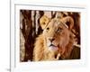 Young Lion, Namibia, 2017-Eric Meyer-Framed Photographic Print