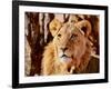 Young Lion, Namibia, 2017-Eric Meyer-Framed Photographic Print