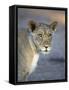 Young Lion (Panthera Leo)-James Hager-Framed Stretched Canvas