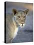 Young Lion (Panthera Leo)-James Hager-Stretched Canvas
