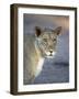 Young Lion (Panthera Leo)-James Hager-Framed Photographic Print