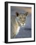 Young Lion (Panthera Leo)-James Hager-Framed Photographic Print