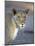 Young Lion (Panthera Leo)-James Hager-Mounted Photographic Print