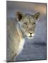 Young Lion (Panthera Leo)-James Hager-Mounted Photographic Print