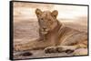 Young Lion (Panthera Leo)-Michele Westmorland-Framed Stretched Canvas