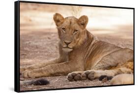 Young Lion (Panthera Leo)-Michele Westmorland-Framed Stretched Canvas