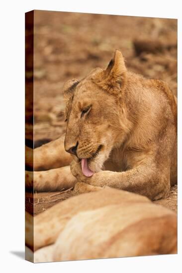 Young Lion (Panthera Leo)-Michele Westmorland-Stretched Canvas