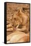 Young Lion (Panthera Leo)-Michele Westmorland-Framed Stretched Canvas