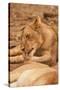 Young Lion (Panthera Leo)-Michele Westmorland-Stretched Canvas