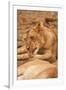 Young Lion (Panthera Leo)-Michele Westmorland-Framed Premium Photographic Print