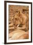 Young Lion (Panthera Leo)-Michele Westmorland-Framed Premium Photographic Print