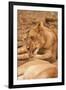 Young Lion (Panthera Leo)-Michele Westmorland-Framed Premium Photographic Print