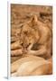 Young Lion (Panthera Leo)-Michele Westmorland-Framed Premium Photographic Print