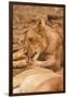 Young Lion (Panthera Leo)-Michele Westmorland-Framed Premium Photographic Print