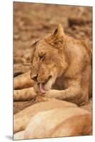 Young Lion (Panthera Leo)-Michele Westmorland-Mounted Premium Photographic Print