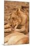 Young Lion (Panthera Leo)-Michele Westmorland-Mounted Premium Photographic Print