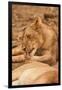 Young Lion (Panthera Leo)-Michele Westmorland-Framed Premium Photographic Print