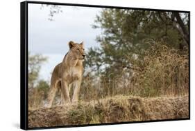 Young Lion (Panthera Leo)-Michele Westmorland-Framed Stretched Canvas