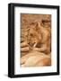 Young Lion (Panthera Leo)-Michele Westmorland-Framed Photographic Print