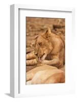 Young Lion (Panthera Leo)-Michele Westmorland-Framed Photographic Print