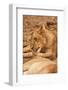 Young Lion (Panthera Leo)-Michele Westmorland-Framed Photographic Print