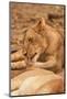 Young Lion (Panthera Leo)-Michele Westmorland-Mounted Photographic Print