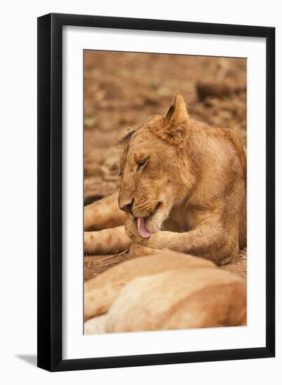 Young Lion (Panthera Leo)-Michele Westmorland-Framed Photographic Print