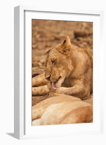 Young Lion (Panthera Leo)-Michele Westmorland-Framed Photographic Print