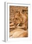 Young Lion (Panthera Leo)-Michele Westmorland-Framed Photographic Print