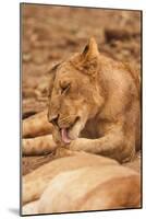 Young Lion (Panthera Leo)-Michele Westmorland-Mounted Photographic Print