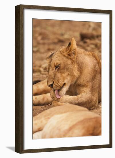 Young Lion (Panthera Leo)-Michele Westmorland-Framed Photographic Print