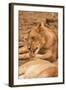 Young Lion (Panthera Leo)-Michele Westmorland-Framed Photographic Print