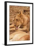 Young Lion (Panthera Leo)-Michele Westmorland-Framed Photographic Print