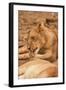 Young Lion (Panthera Leo)-Michele Westmorland-Framed Photographic Print