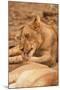 Young Lion (Panthera Leo)-Michele Westmorland-Mounted Photographic Print