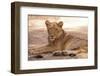 Young Lion (Panthera Leo)-Michele Westmorland-Framed Photographic Print