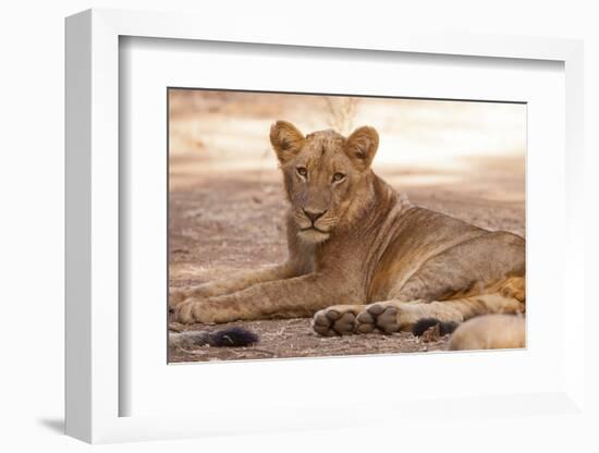 Young Lion (Panthera Leo)-Michele Westmorland-Framed Photographic Print