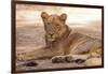 Young Lion (Panthera Leo)-Michele Westmorland-Framed Photographic Print