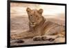 Young Lion (Panthera Leo)-Michele Westmorland-Framed Photographic Print