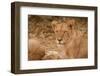 Young Lion (Panthera Leo)-Michele Westmorland-Framed Photographic Print