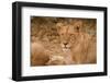 Young Lion (Panthera Leo)-Michele Westmorland-Framed Photographic Print