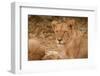 Young Lion (Panthera Leo)-Michele Westmorland-Framed Photographic Print