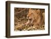 Young Lion (Panthera Leo)-Michele Westmorland-Framed Photographic Print