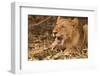 Young Lion (Panthera Leo)-Michele Westmorland-Framed Photographic Print