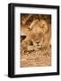 Young Lion (Panthera Leo)-Michele Westmorland-Framed Photographic Print