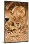 Young Lion (Panthera Leo)-Michele Westmorland-Mounted Photographic Print