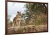 Young Lion (Panthera Leo)-Michele Westmorland-Framed Photographic Print