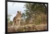 Young Lion (Panthera Leo)-Michele Westmorland-Framed Photographic Print