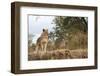 Young Lion (Panthera Leo)-Michele Westmorland-Framed Photographic Print